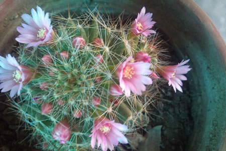 MAMILARIA GLOCHIDIATA (Mammillaria glochidiata)